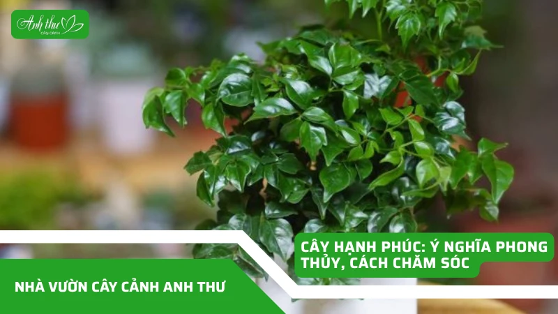 Cây Hạnh Phúc Là Gì? Đặc Điểm Nhận Biết Chi Tiết
