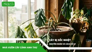 anh dai dien ccat