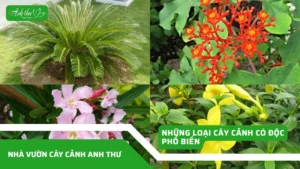 Ban sao cua anh dai dien ccat 1