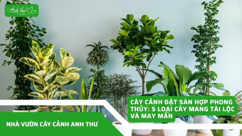 Cây Cảnh Đặt Sàn Hợp Phong Thủy: 5 Loại Cây Mang Tài Lộc Và May Mắn