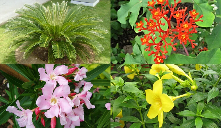 Mức độ nguy hiểm của cây cảnh có độc
