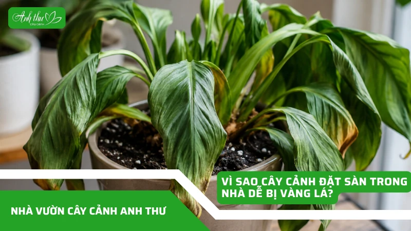 Vì Sao Cây Cảnh Đặt Sàn Trong Nhà Dễ Bị Vàng Lá?