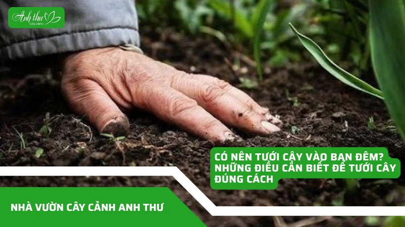 Có nên tưới cây vào ban đêm không?