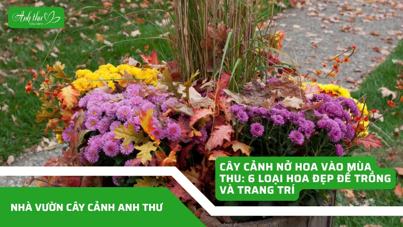 Cây cảnh nở hoa vào mùa thu: 6 loại hoa đẹp để trồng và trang trí