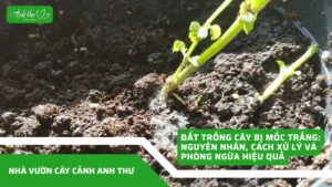 anhdaidien1 9