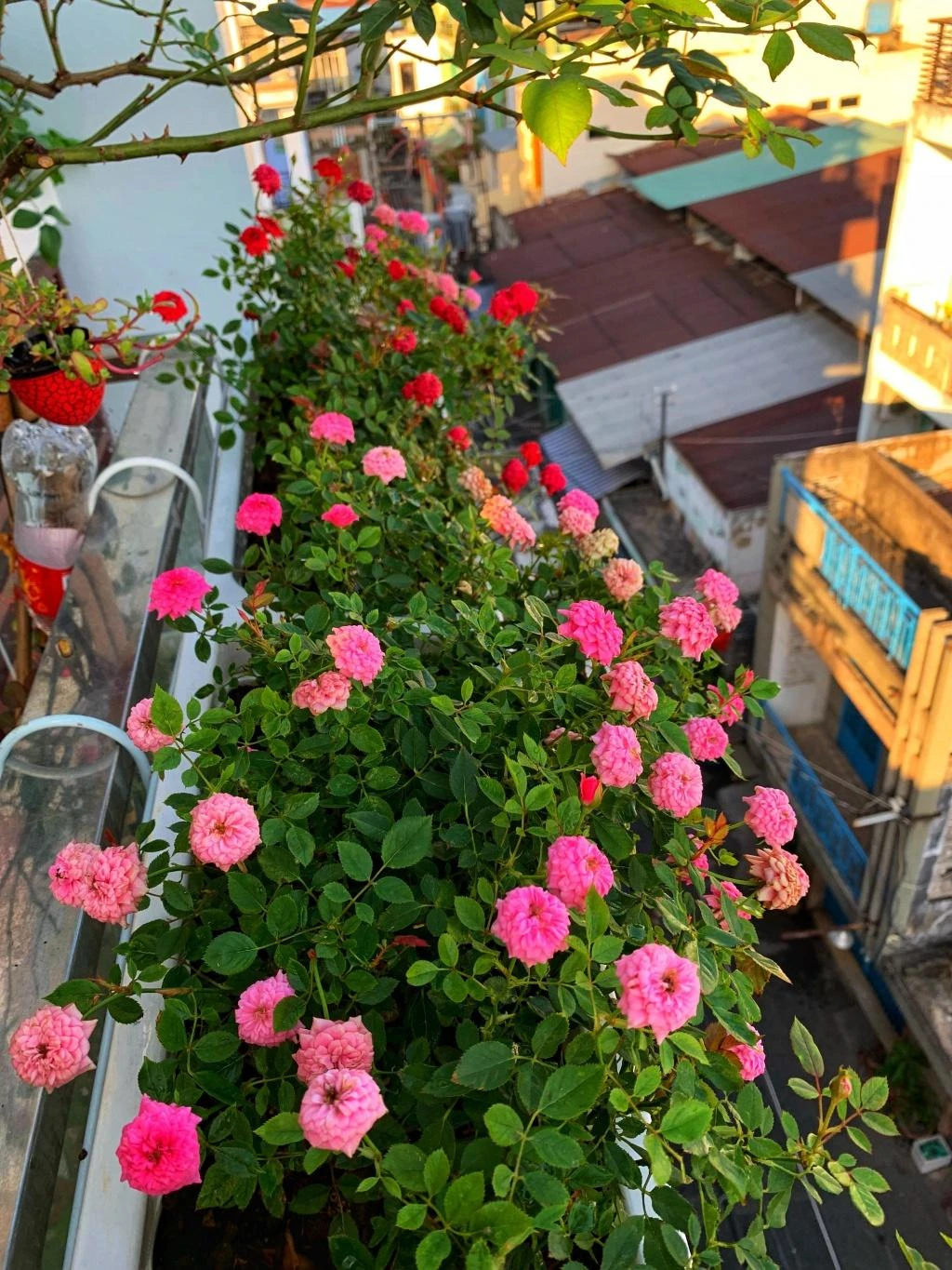 Hoa hồng – phù hợp cho chậu, ban công và sân vườn
