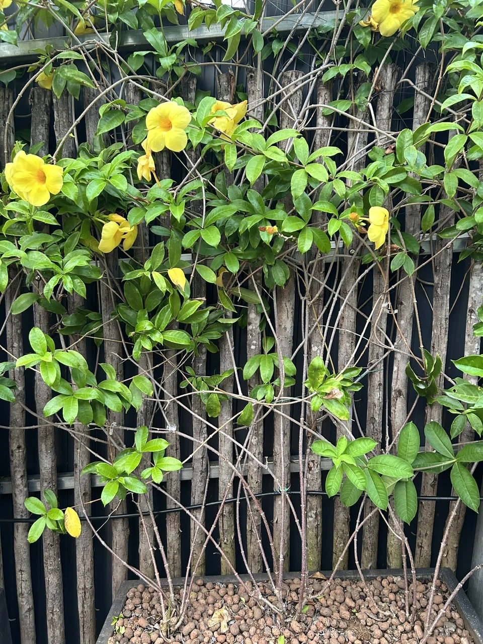 Hoa huỳnh anh – nổi bật với sắc vàng và dáng cây leo