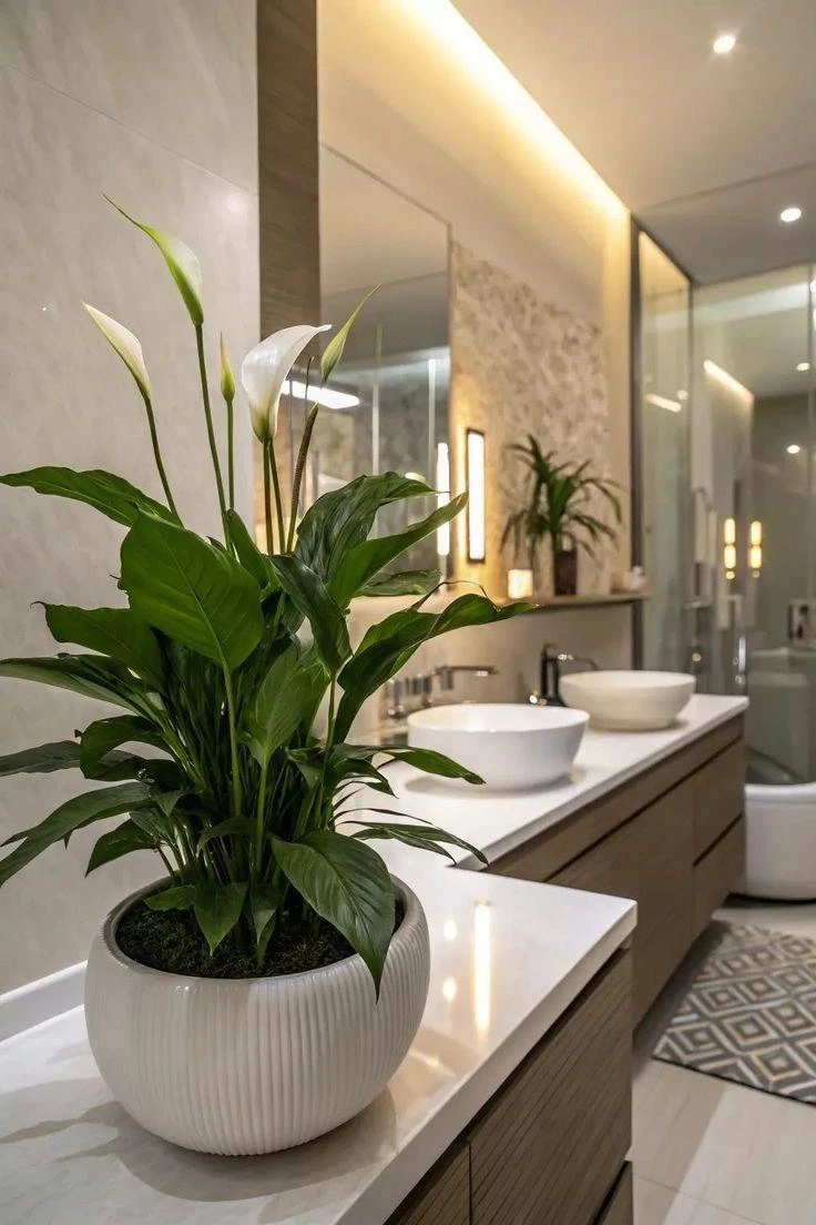 Cây Lan Ý – mềm mại, phù hợp không gian thư giãn