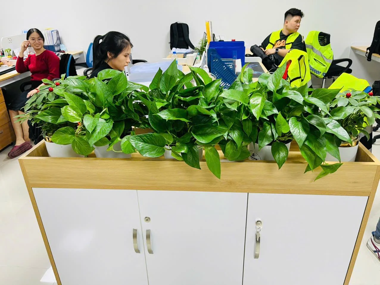 Cây Trầu Bà – tạo mảng xanh mềm mại