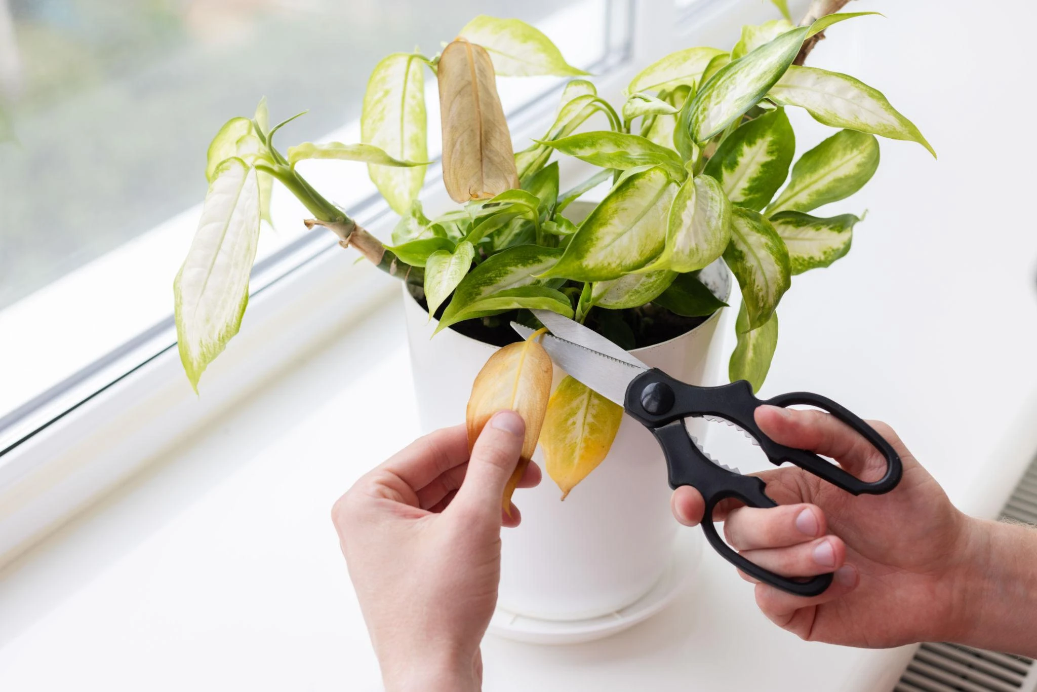 Cách khắc phục cây cảnh bị rụng lá và giúp cây phục hồi