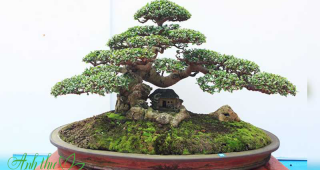 Dịch vụ cho thuê cây bonsai tại Hà Nội