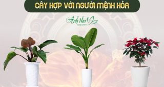 Dịch vụ cho thuê cây cảnh hợp mệnh Hỏa tại Hà Nội