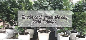 Tư Vấn Cách Chăm Sóc Cây Bàng Singapore