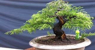 Tổng hợp 22 loại cây bonsai trồng trong nhà phổ biến hiện nay