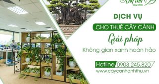 Dịch Vụ Cho thuê Cây Cảnh Hành Lang Hà Nội