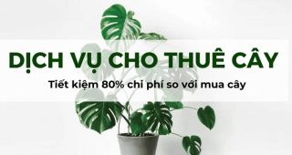 Dịch Vụ Cho Thuê Cây Cảnh Hợp Mệnh Kim Tại Hà Nội