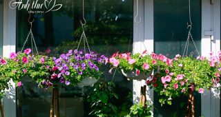 12 Cây treo ban công chung cư ra hoa đẹp và dễ chăm sóc