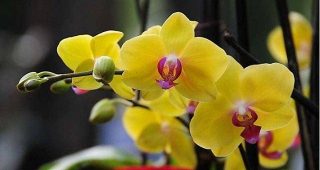 Lan hồ điệp vàng lưỡi đỏ – Sắc hoa rực rỡ