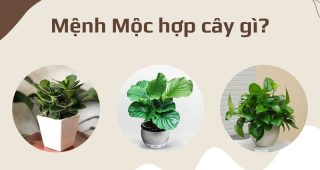 Dịch Vụ Cho Thuê Cây Cảnh Hợp Mệnh Mộc Hà Nội